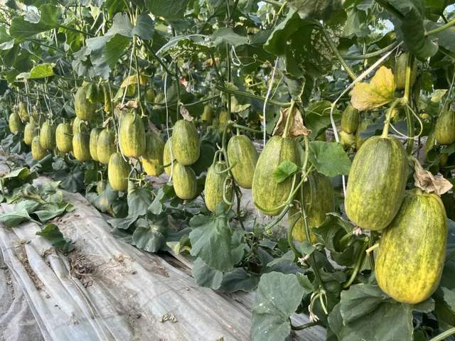 土傳病害預(yù)防新突破：酵素菌技術(shù)改好土，種好物，甜瓜取得大豐收