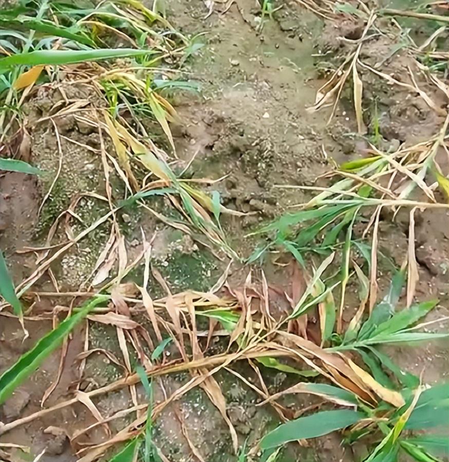 姜瘟還是根腐？大姜澇害黃葉死棵怎么辦？